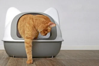 selbstreinigende Katzentoiletten