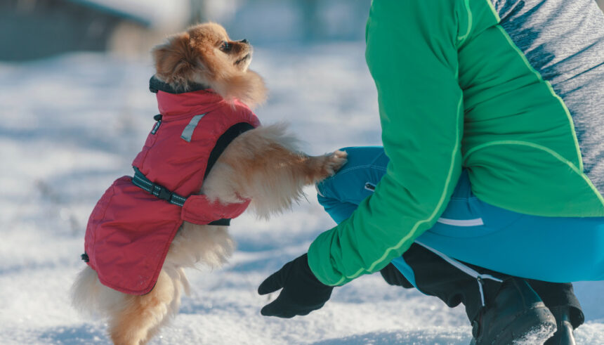 Hund gemütlich