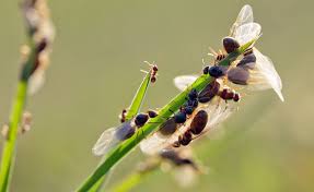 fliegende ameisen