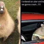 capybara meme