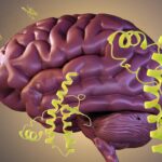 creutzfeldt-jakob-krankheit