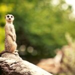 erdmännchen
