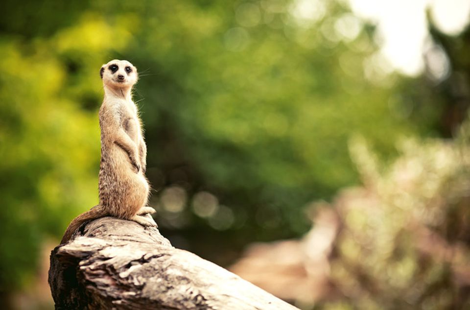erdmännchen