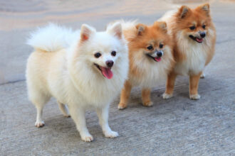 pomeranian