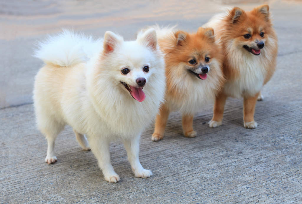 pomeranian