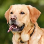 labrador häufigste todesursache