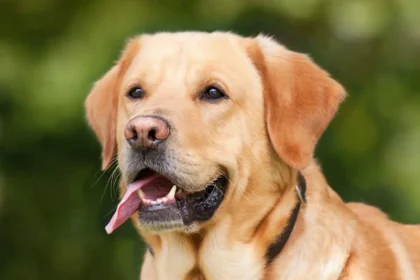 labrador häufigste todesursache