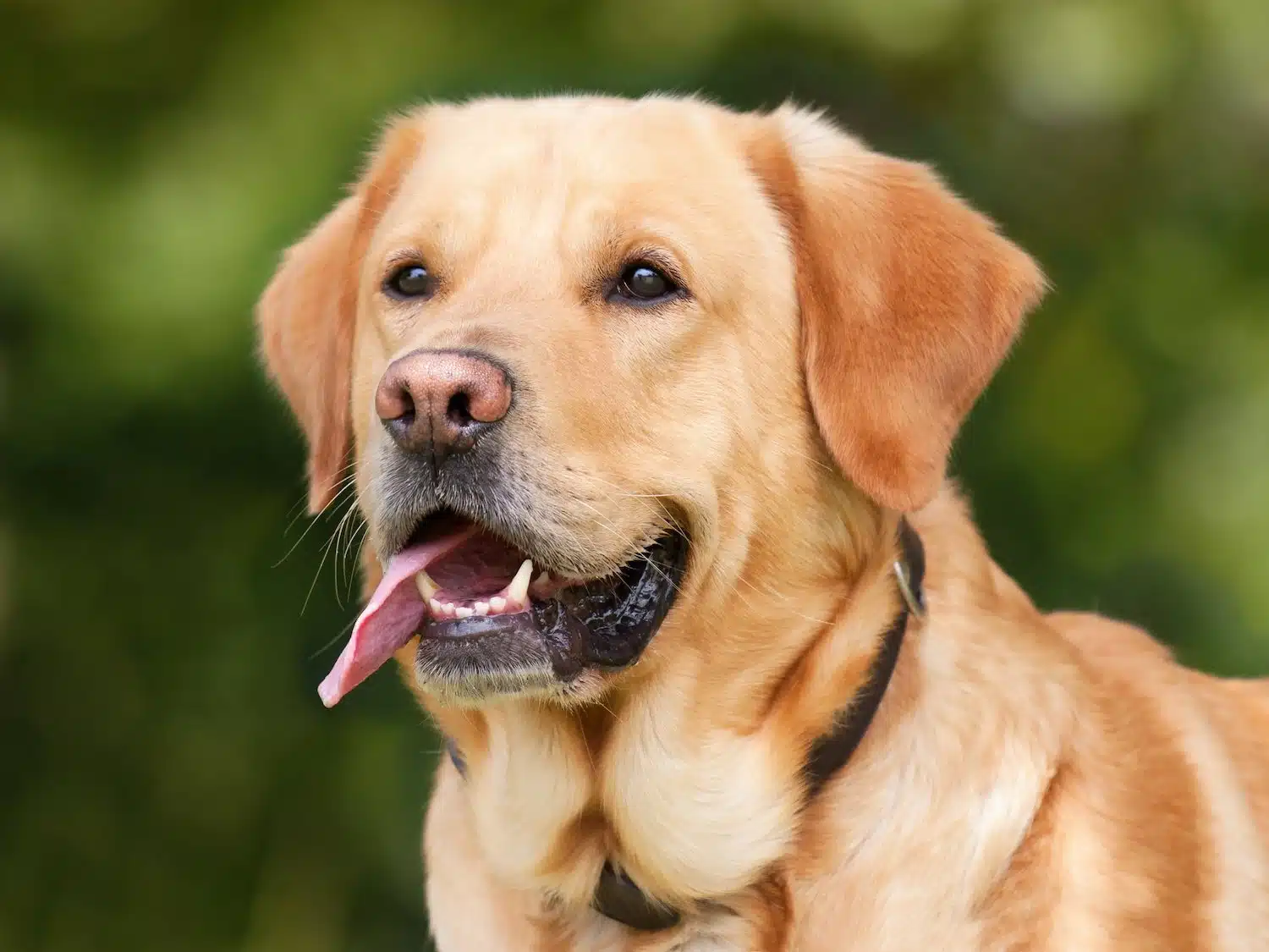 labrador häufigste todesursache